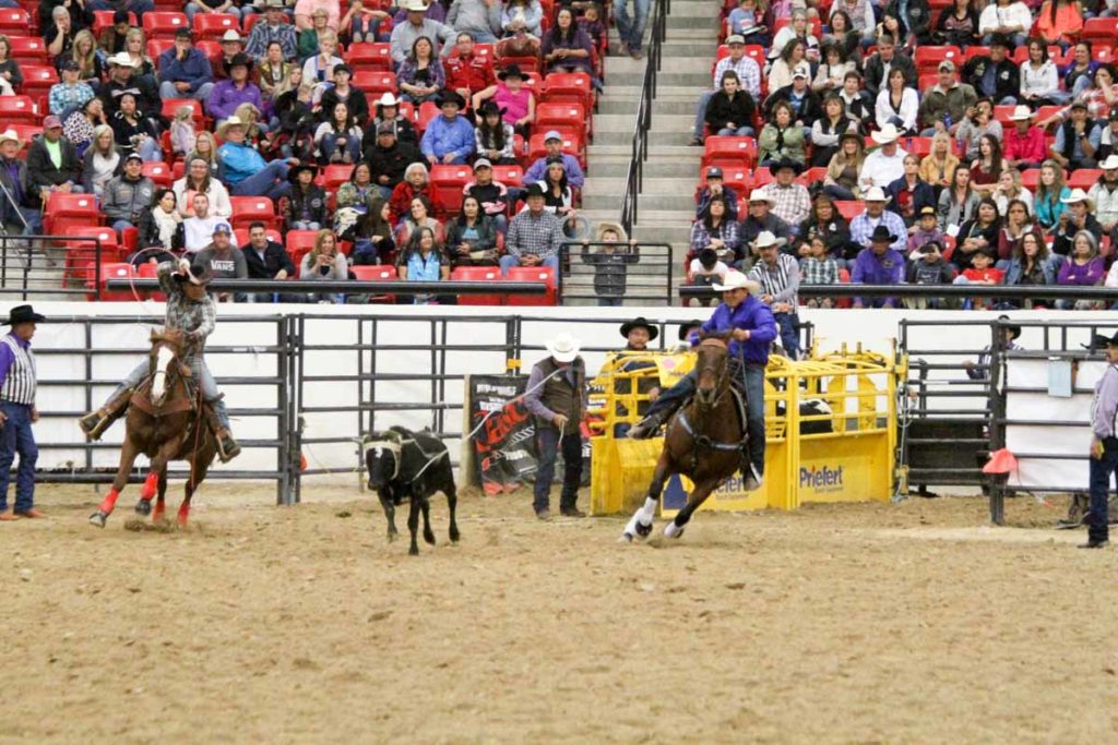 Cowboy roping steer